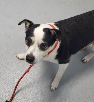 Beagle Dogs Available for Adoption in Lawrenceville, Georgia - Pen 187c Loofy | PetCurious