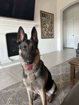 Rescue German Shepherd Dog Dogs for Adoption in Mckinney, Texas - Keilani | PetCurious