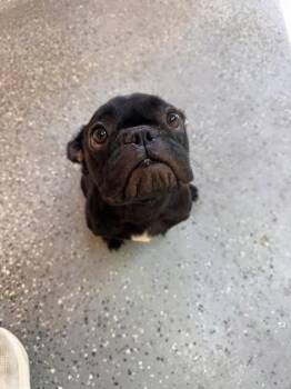 French Bulldog and Mixed Breed Dogs Available for Adoption - Oo La La | PetCurious