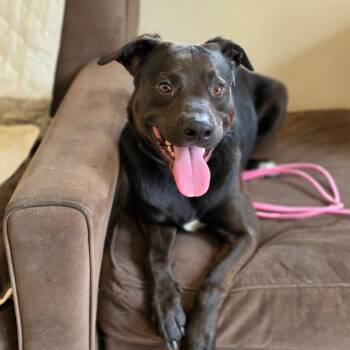 Jeffrey -  Black Labrador Retriever and Pit Bull Terrier Dog for Adoption - Jeffrey | PetCurious