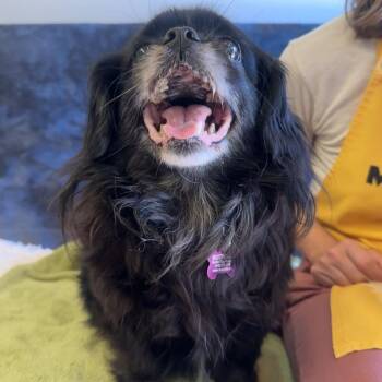 Tan Lines 14361 -  Pekingese Dog for Adoption in San Francisco, California - Tan Lines 14361 | PetCurious