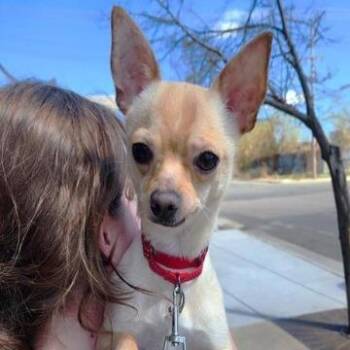 Luis -  Chihuahua Dog for Adoption in Chaska, Minnesota - Luis | PetCurious