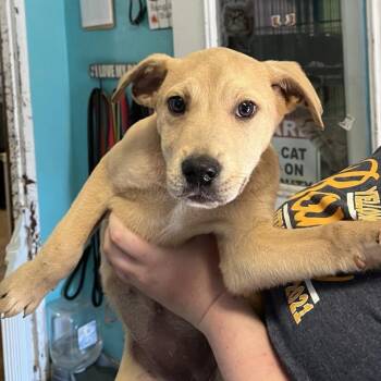 Cattle Dog Dogs Available for Adoption - Charm | PetCurious