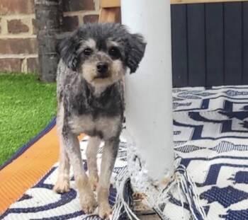 Daisy -  Poodle Dog Available for Adoption - Daisy | PetCurious