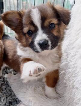 Corgi and Chihuahua Dogs Available for Adoption - **COOKIE** | PetCurious