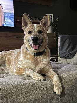 Russel -  Australian Cattle Dog Blue Heeler Dog for Adoption in Houston, Texas - Russel | PetCurious