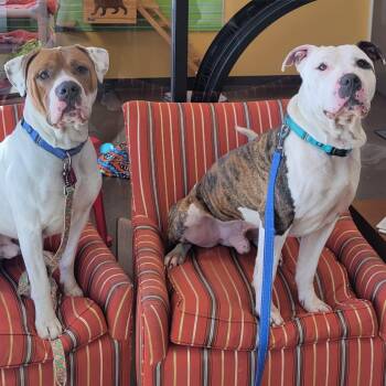 Mason -  Pit Bull Terrier Dog for Adoption in Nashville, Indiana - Mason | PetCurious