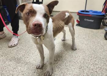 Pit Bull Terrier and Mixed Breed Dogs Available for Adoption - HARBOR | PetCurious