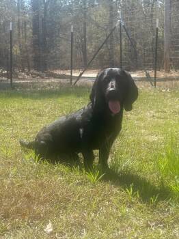 Basset Hound and Boykin Spaniel Dogs Available for Adoption - Maverick | PetCurious