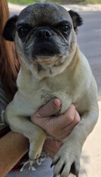 Rescue Pug Dogs for Adoption in San Antonio, Texas - Mona | PetCurious