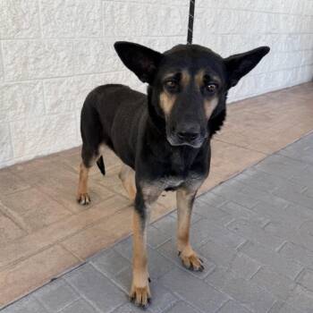 Shepherd and Mixed Breed Dogs Available for Adoption - Huntrix | PetCurious
