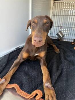 JOJO -  Doberman Pinscher Dog for Adoption in Stockton, California - JOJO | PetCurious