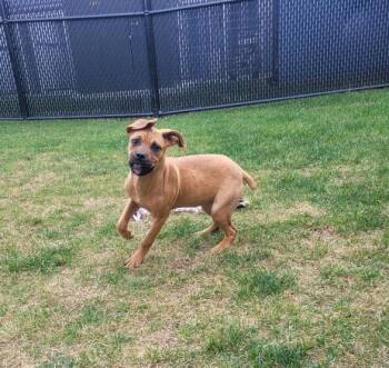 Rescue Boxer and Pit Bull Terrier Dogs for Adoption in Bourbonnais, Illinois - Bubbles | PetCurious