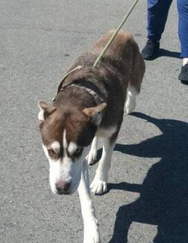 Rescue Husky and Labrador Retriever Dogs for Adoption in Ventura, California - Maya | PetCurious