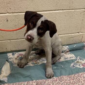 Sheldon -  Mixed Breed Dog for Adoption in Memphis, Tennessee - Sheldon | PetCurious