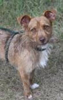 Toby -  Terrier and Mixed Breed Dog for Adoption in Kansas City, Missouri - Toby | PetCurious