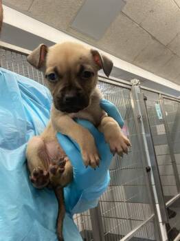 A804992 -  American Staffordshire Terrier Dog for Adoption in San Antonio, Texas - A804992 | PetCurious