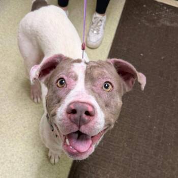 Pit Bull Terrier Dogs Available for Adoption in Riverwoods, Illinois - Potato Chip | PetCurious