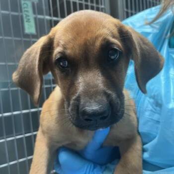 Vanna Woof -  Shepherd and Mixed Breed Dog for Adoption in Merriam, Kansas - Vanna Woof | PetCurious