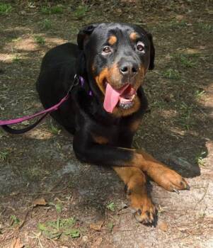 WIGGINS -  Mixed Breed Dog for Adoption in Columbia, South Carolina - WIGGINS | PetCurious