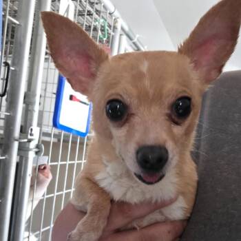 Ken -  Chihuahua Dog for Adoption in Bernalillo, New Mexico - Ken | PetCurious