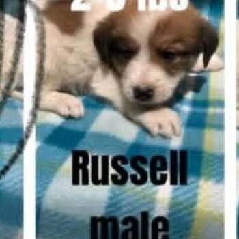Russell -  Australian Shepherd and Mixed Breed Dog for Adoption - Russell | PetCurious