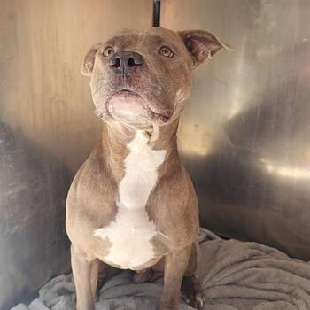 Rescue American Staffordshire Terrier and Mixed Breed Dogs for Adoption in Conroe, Texas - KYRO | PetCurious