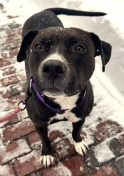 American Staffordshire Terrier and Mixed Breed Dogs Available for Adoption - KESSIE | PetCurious