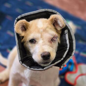 Rescue Yellow Labrador Retriever and Mixed Breed Dogs for Adoption in Flagstaff, Arizona - Elle - Cutie Patootie | PetCurious