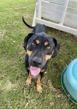 MAX -  Doberman Pinscher Dog for Adoption in Sugar Land, Texas - MAX | PetCurious