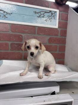 KIWI -  Chihuahua and Mixed Breed Dog for Adoption in Houston, Texas - KIWI | PetCurious