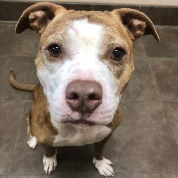 Pit Bull Terrier Dogs Available for Adoption in Des Moines, Iowa - Ginger | PetCurious