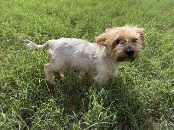 Ruby -  Yorkshire Terrier Dog for Adoption in San Antonio, Texas - Ruby | PetCurious