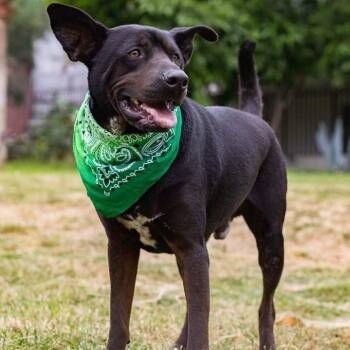 Rescue Black Labrador Retriever and Mixed Breed Dogs for Adoption in Palm Desert, California - Pawblito | PetCurious