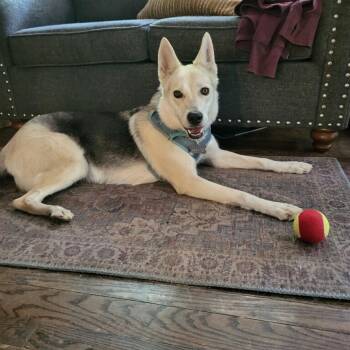 Rescue German Shepherd Dog and Husky Dogs for Adoption in Tallulah, Louisiana - Sammie- A Lover! | PetCurious