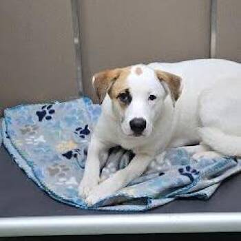 Honey Bee -  Pit Bull Terrier and Catahoula Leopard Dog Dog for Adoption in Lyndhurst, Virginia - Honey Bee | PetCurious