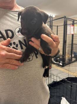 Rundle -  Shepherd and Mixed Breed Dog for Adoption in Calgary, Alberta - Rundle | PetCurious