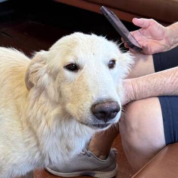 Diamond -  Great Pyrenees Dog for Adoption in Chico, California - Diamond | PetCurious
