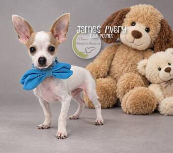 James Avery -  Chihuahua Dog for Adoption in Benton, Louisiana - James Avery | PetCurious