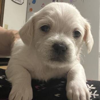 Rescue Chihuahua and Mixed Breed Dogs for Adoption in Benton City, Washington - Merida | PetCurious