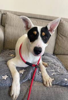 Jumba -  Mixed Breed Dog for Adoption in Thousand Oaks, California - Jumba | PetCurious