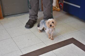 Yorkshire Terrier Dogs Available for Adoption - Vera | PetCurious