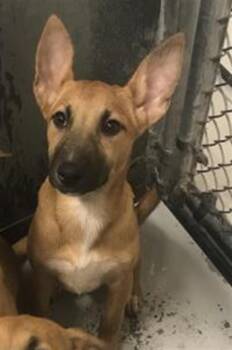 A431969 -  Belgian Shepherd Malinois and Mixed Breed Dog for Adoption in Conroe, Texas - A431969 | PetCurious