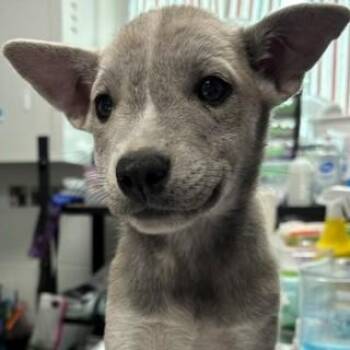 Joffrey -  Australian Cattle Dog Blue Heeler Dog for Adoption in Allegan, Michigan - Joffrey | PetCurious