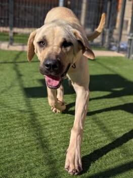 Great Dane and Mixed Breed Dogs Available for Adoption in Sacramento, California - PERLA | PetCurious
