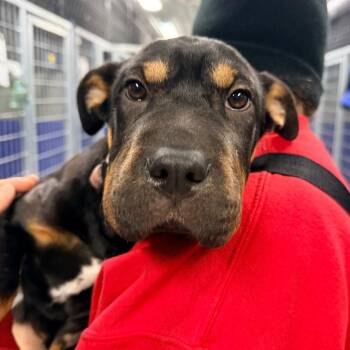 Shar Pei and Mixed Breed Dogs Available for Adoption - CT Craig | PetCurious