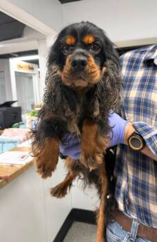 Danger -  Cocker Spaniel Dog for Adoption in Thompson Falls, Montana - Danger | PetCurious
