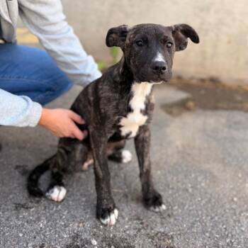Bubbles -  Mixed Breed Dog for Adoption in Spokane, Washington - Bubbles | PetCurious