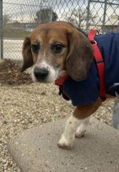 Beagle Dogs Available for Adoption - Smokey - Arriving Soon! | PetCurious