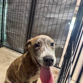 Meg -  Pit Bull Terrier Dog for Adoption in Birmingham, Alabama - Meg | PetCurious